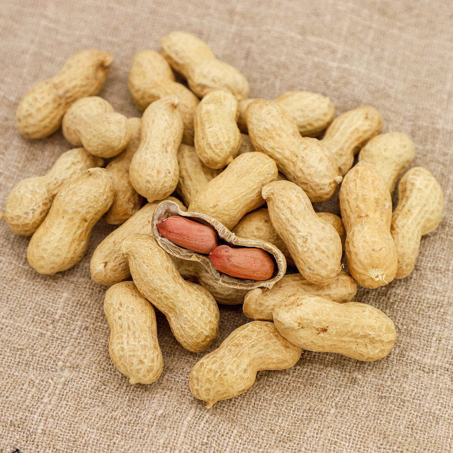 Premium Groundnut Peanuts from Gujarat